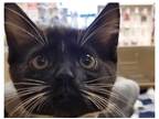 Adopt Zorro a Spotted Tabby/Leopard Spotted Domestic Shorthair / Mixed cat in