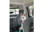 Adopt Carolina a White German Shepherd Dog / Mixed dog in Hoffman Estates