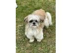 Adopt Mindy a Tan/Yellow/Fawn Shih Tzu / Mixed dog in Keene, NH (41381886)