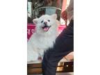 Adopt Martha a White Pomeranian / Mixed dog in Los Angeles, CA (41000688)