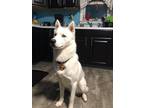 Adopt Thor a White Husky / Mixed dog in Roselle, NJ (41381671)