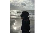 Adopt Beaux a Black Labrador Retriever / Mixed dog in Prairieville