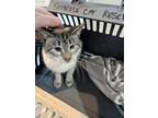 Adopt SIMON a Spotted Tabby/Leopard Spotted Domestic Shorthair cat in