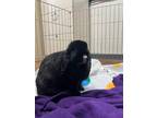 Adopt Bonnie a Black Lop-Eared / Mixed (short coat) rabbit in Chico