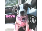 Adopt Nova a Tan/Yellow/Fawn - with Black Mixed Breed (Medium) dog in Omaha