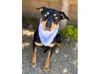 Adopt Blue a Black - with Brown, Red, Golden, Orange or Chestnut Rottweiler /