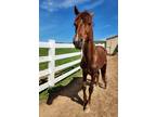 Adopt Biggie Smalls a Chestnut/Sorrel Quarterhorse / Quarterhorse / Mixed horse