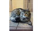 Adopt Jedi *Barn Cat* a Brown Tabby Domestic Longhair / Mixed Breed (Medium) /