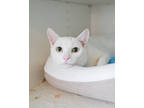 Adopt Caspar a White Domestic Shorthair / Domestic Shorthair / Mixed cat in