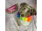 Adopt Zola a Red/Golden/Orange/Chestnut Australian Shepherd / Mixed dog in