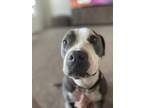 Adopt Thor a White - with Gray or Silver American Pit Bull Terrier / Mixed dog