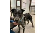 Adopt Stella a Black Australian Cattle Dog / Mixed Breed (Medium) / Mixed (short