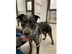 Adopt Stella a Black Australian Cattle Dog / Mixed dog in Durango, CO (41381754)