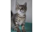 Adopt Zen a Gray or Blue Domestic Shorthair / Domestic Shorthair / Mixed cat in