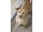 Adopt Finch a Tan/Yellow/Fawn Terrier (Unknown Type, Small) / Mixed dog in