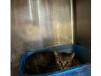 Adopt Morgan a Brown Tabby Domestic Shorthair / Mixed Breed (Medium) / Mixed