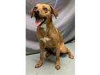 Adopt Ralo (Cocoa Adoptoin Center) a Tan/Yellow/Fawn Hound (Unknown Type) /
