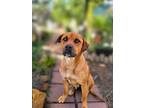Adopt Kassie a Red/Golden/Orange/Chestnut Boxer / Labrador Retriever / Mixed dog