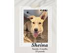 Adopt Sheina a Carolina Dog dog in Lukeville, AZ (41378484)