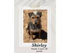 Adopt Shirley a Brown/Chocolate - with Black Border Terrier dog in Lukeville