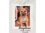 Adopt Daphne a Brown/Chocolate - with Black Black Mouth Cur / Shepherd (Unknown