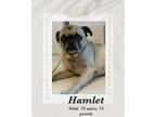 Adopt Hamlet a Pug dog in Lukeville, AZ (41378480)
