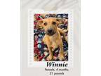 Adopt Winnie a Brown/Chocolate - with Black Black Mouth Cur / Carolina Dog dog