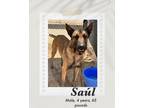 Adopt Saul a Brown/Chocolate - with Black Belgian Malinois dog in Lukeville