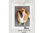 Adopt Bee a Brown/Chocolate - with White Dachshund / Beagle dog in Lukeville