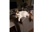Adopt Snickers a Calico or Dilute Calico Calico / Mixed (long coat) cat in