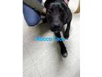 Adopt Rocco Taco a Black - with White Catahoula Leopard Dog / Pit Bull Terrier /