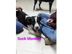 Adopt Sock Monkey a White - with Black Catahoula Leopard Dog / Pit Bull Terrier