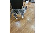 Adopt Silver Chardonnay JC a Domestic Shorthair / Mixed cat in Lyman