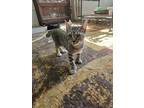 Adopt Polytiger JC a Domestic Shorthair / Mixed cat in Lyman, SC (41381674)