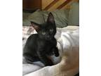 Adopt Rebekah a All Black Manx (short coat) cat in Birmingham, AL (41381479)