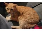 Adopt Baby Bear 2 a Orange or Red Tabby Domestic Shorthair (short coat) cat in
