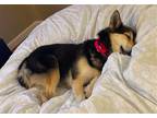 Adopt Juno a German Shepherd Dog / Mixed dog in Westwood, NJ (41381656)