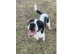 Adopt Murphy a White - with Black English Pointer / Hound (Unknown Type) dog in