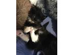 Adopt Joshua a Black & White or Tuxedo Domestic Longhair (long coat) cat in