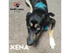 Adopt Xena (Courtesy Post) a Black German Shepherd Dog / Husky dog in Council