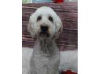 Adopt Oakley a White - with Tan, Yellow or Fawn Goldendoodle / Mixed dog in