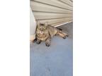 Adopt Chilly a Spotted Tabby/Leopard Spotted Domestic Longhair / Mixed (medium