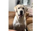 Adopt Murphy a Tan/Yellow/Fawn Labrador Retriever / Mixed dog in Bradenton