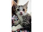 Adopt Emily a Tortoiseshell Domestic Mediumhair / Mixed (medium coat) cat in San
