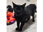 Adopt Gemma a All Black Domestic Shorthair / Mixed (short coat) cat in