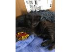 Adopt Joanna a Black & White or Tuxedo Domestic Mediumhair (medium coat) cat in