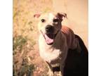Adopt Desoto a Tan/Yellow/Fawn - with White American Staffordshire Terrier dog