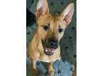 Adopt Aribella a Red/Golden/Orange/Chestnut German Shepherd Dog dog in