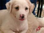 Adopt Birdie a Tricolor (Tan/Brown & Black & White) Great Pyrenees dog in