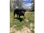 Adopt Nova a Black Rottweiler / Mixed dog in Hudson, NY (41381543)
